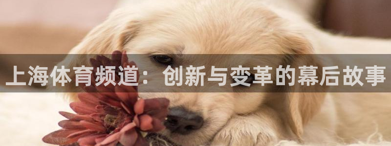 新球体育足球：上海体育频道：创新与变革的幕后故事